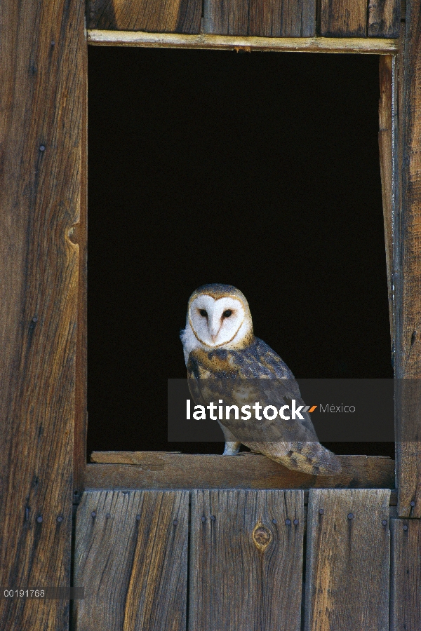 Barn Owl (Tyto alba) percha en ventana del granero, América del norte