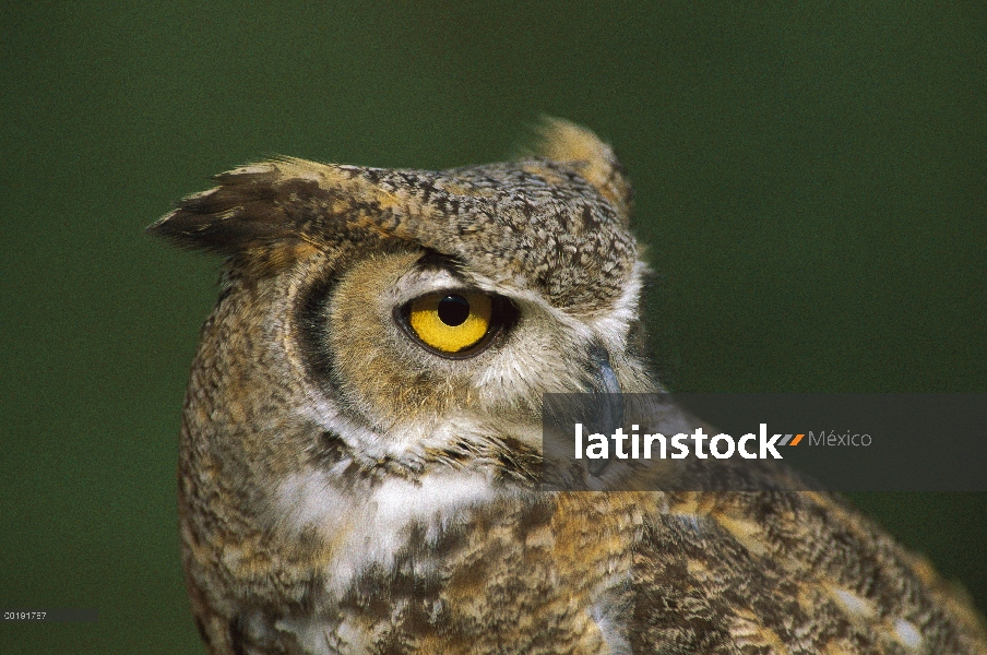 Great Horned Owl (Bubo virginianus), América del norte