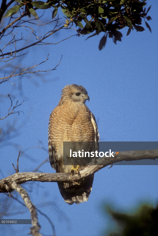 Gavilán de hombros rojos (Buteo lineatus) perchas, sur de la Florida