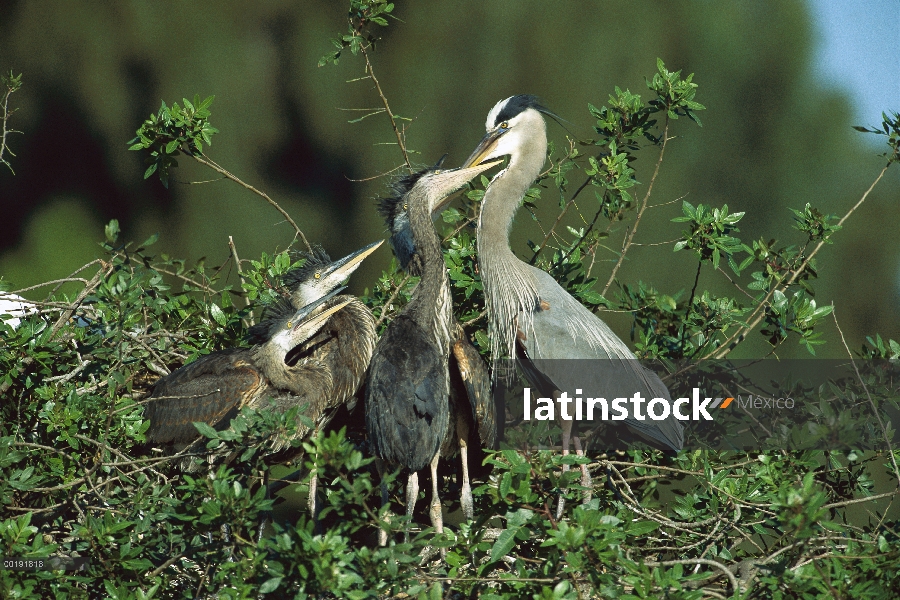 Gran garza azul (Ardea herodias) padres alimentación de polluelos, América del norte