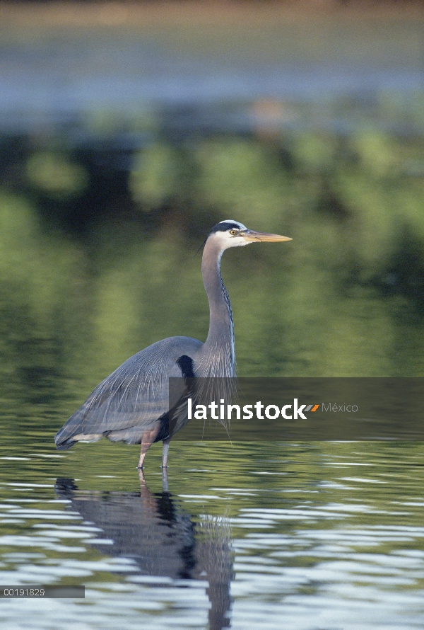 Garza de gran azul (Ardea herodias) vadeando en aguas poco profundas