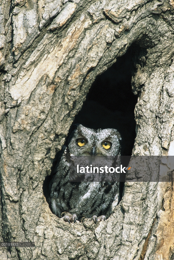 Western Screech Owl (Megascops kennicottii) en árboles huecos, oeste de Norteamérica