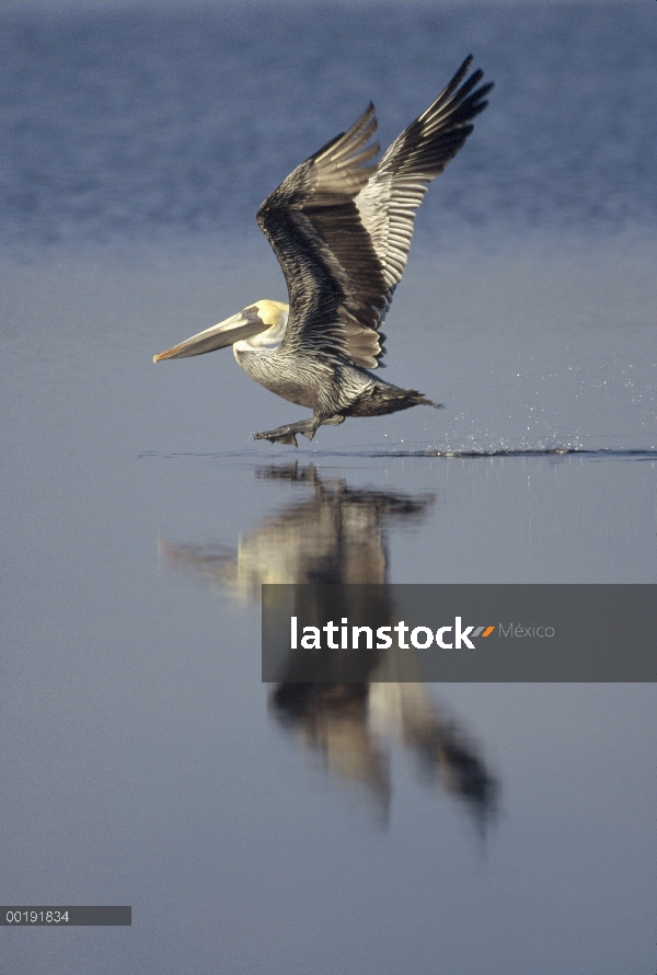 Pelícano Pardo (Pelecanus occidentalis), saltando a través de la superficie del agua durante el ater