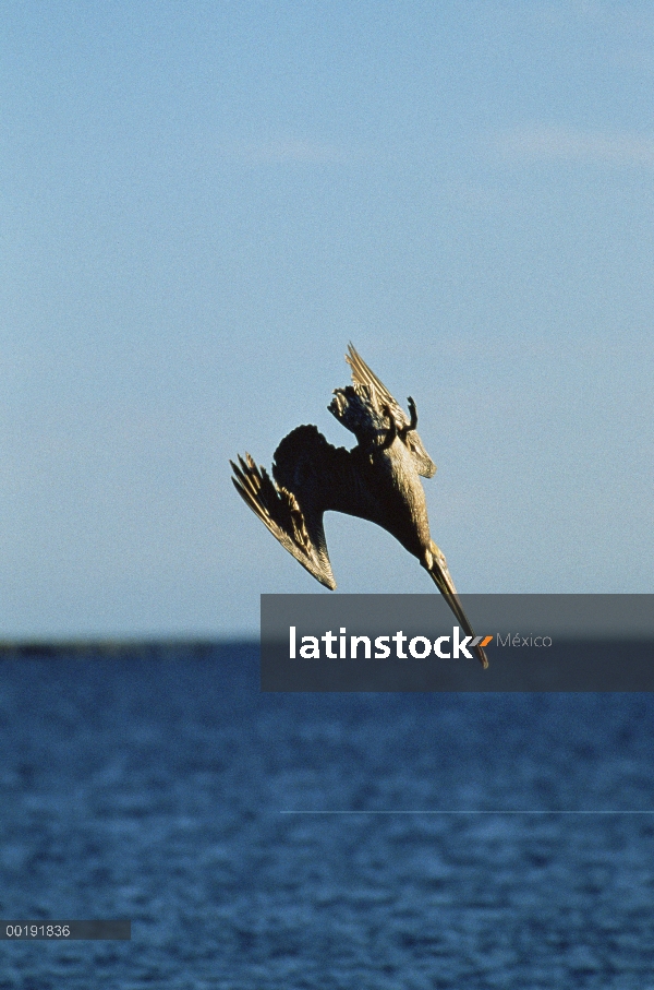 Pelícano Pardo (Pelecanus occidentalis) buceo peces, América del norte