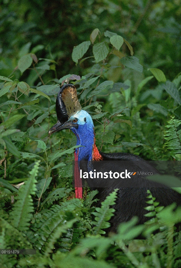 Casuario de Ceram (Casuarius casuarius) en vegetación densa, Sorong, West Papua, Irian Jaya, Indones