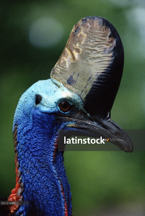 Retrato de Casuario (Casuarius casuarius) sur, Sorong, West Papua, Irian Jaya, Indonesia