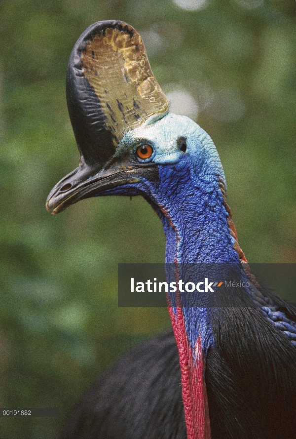 Casuario de Ceram (Casuarius casuarius), Queensland, Australia