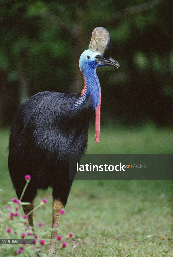 Retrato de Casuario (Casuarius casuarius) sur, Queensland, Australia