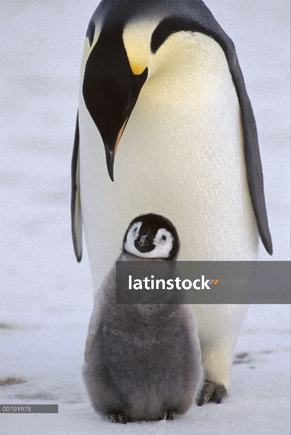 Pingüino emperador (Aptenodytes forsteri) padre con chick, Antártida