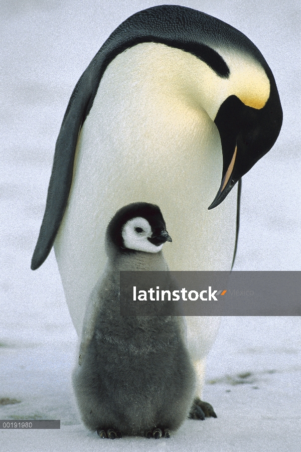 Pingüino emperador (Aptenodytes forsteri) padre con chick, Antártida