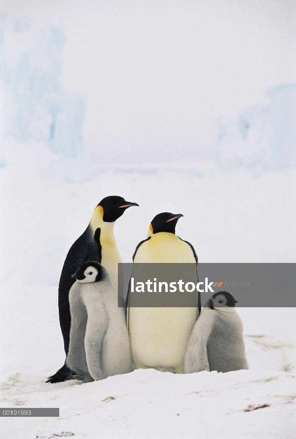 Pingüino emperador (Aptenodytes forsteri) padres con dos polluelos, Antártida