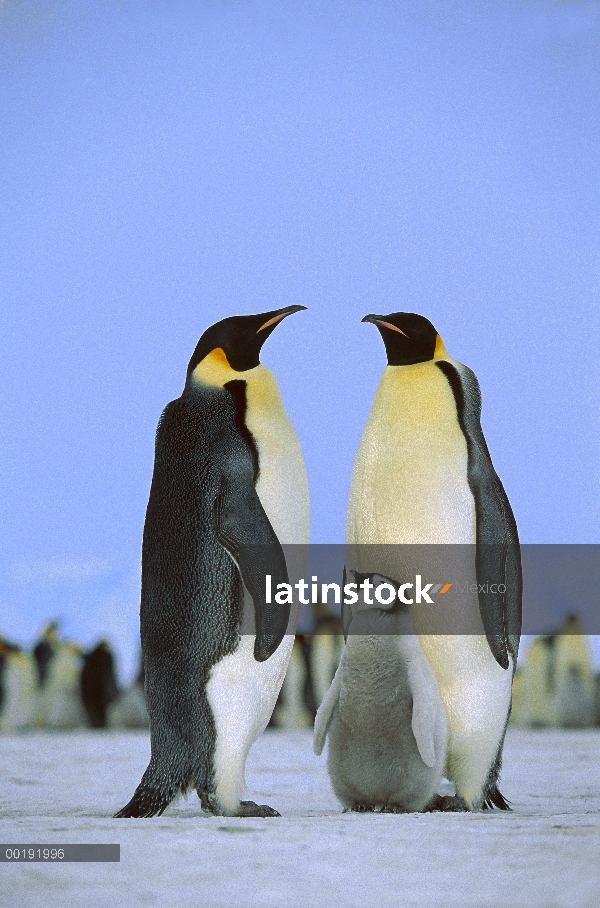 Familia pingüino emperador (Aptenodytes forsteri), Antártida