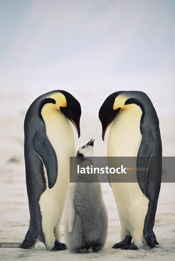 Pingüino emperador (Aptenodytes forsteri) padres con chick, Antártida