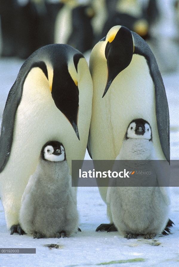 Pingüino emperador (Aptenodytes forsteri) padres con pollitos, Antártida