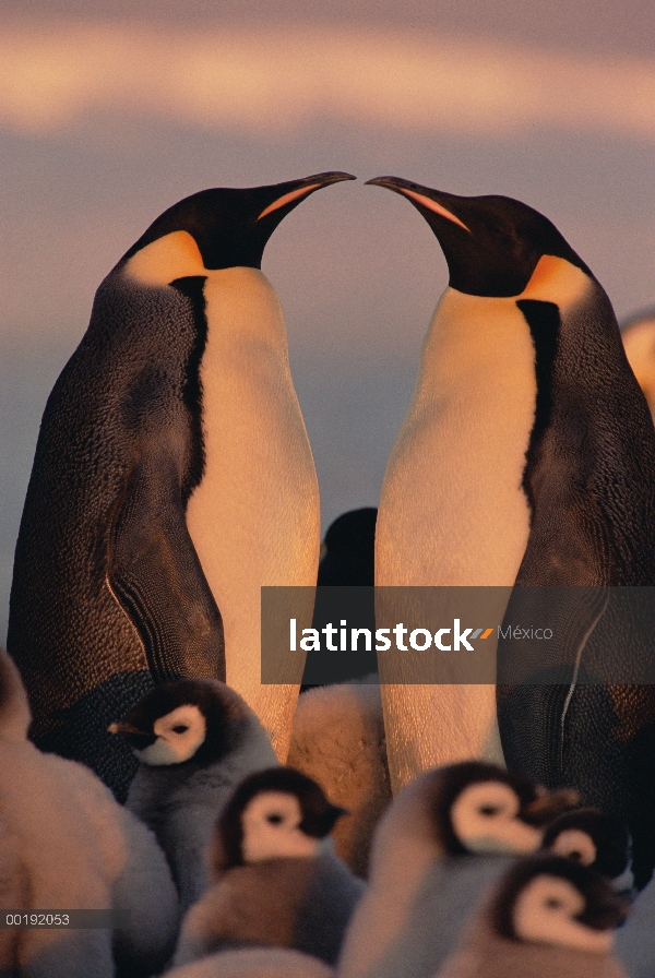 Pingüino emperador (Aptenodytes forsteri) padres con pollitos, Antártida