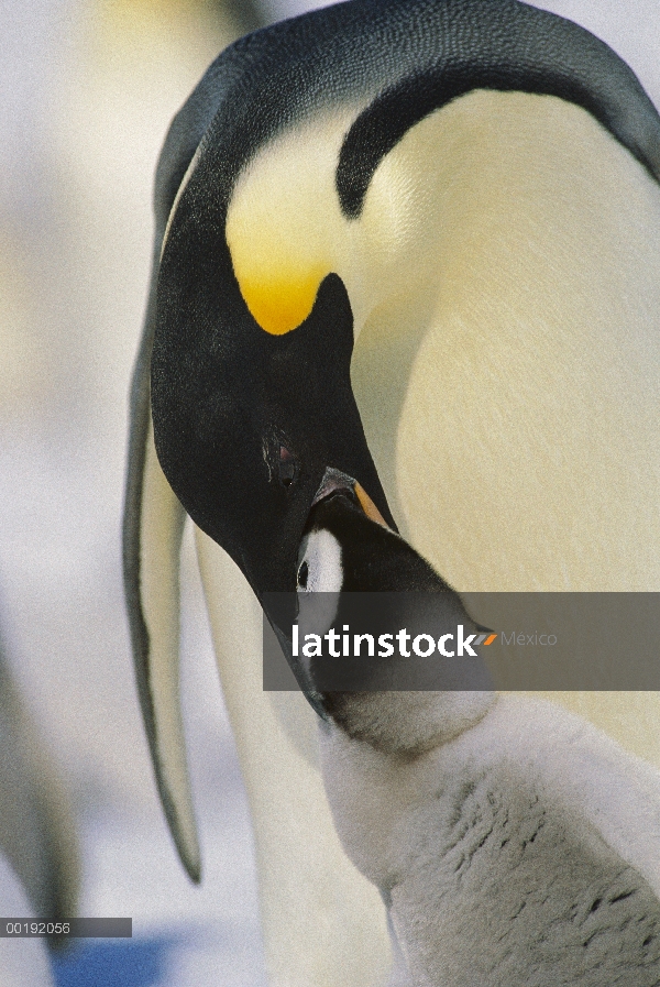 Pingüino emperador (Aptenodytes forsteri) padres alimentación chick, Antártida