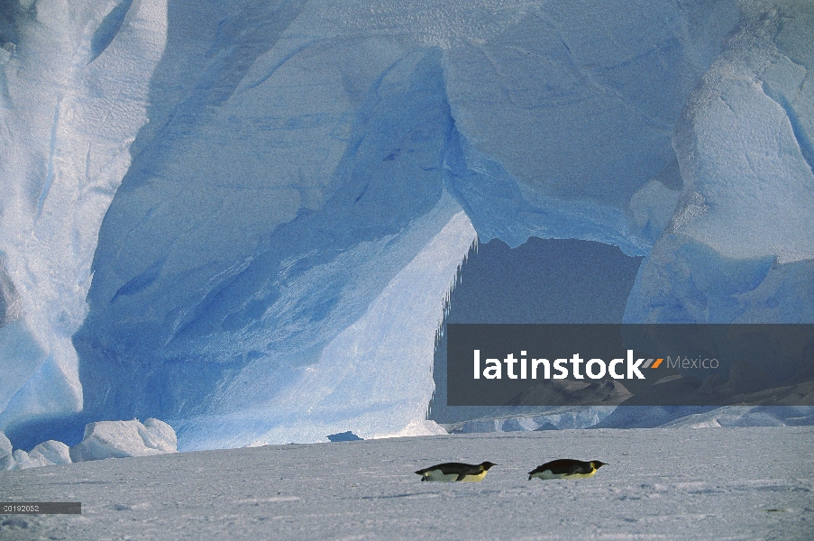 Pingüino emperador (Aptenodytes forsteri) par trineo, Antártida