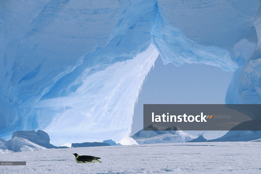 Pingüino emperador (Aptenodytes forsteri) trineo delante de iceberg, Antártida