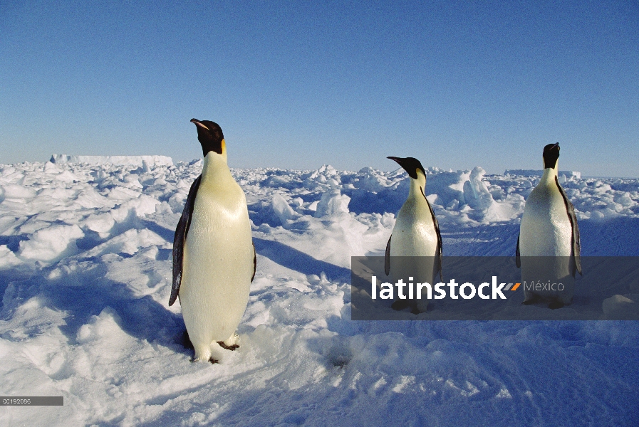 Trío de pingüino emperador (Aptenodytes forsteri) sobre campo de hielo, Antártida