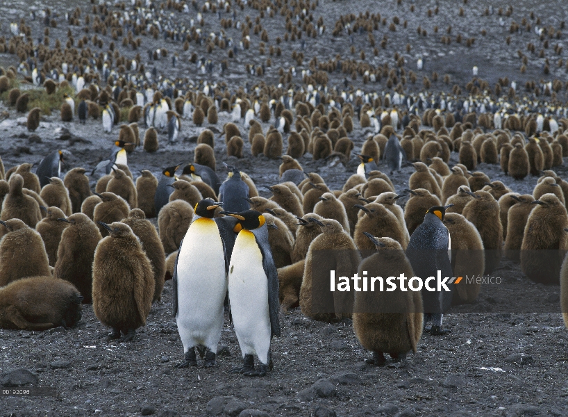 Colonia de pingüino rey (Aptenodytes patagonicus), Antártida