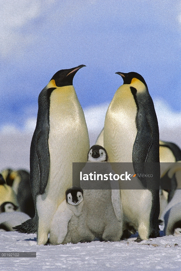 Pingüino emperador (Aptenodytes forsteri) padres con pollitos, Antártida