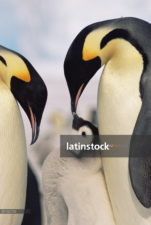 Pingüino emperador (Aptenodytes forsteri) padres con chick, Antártida