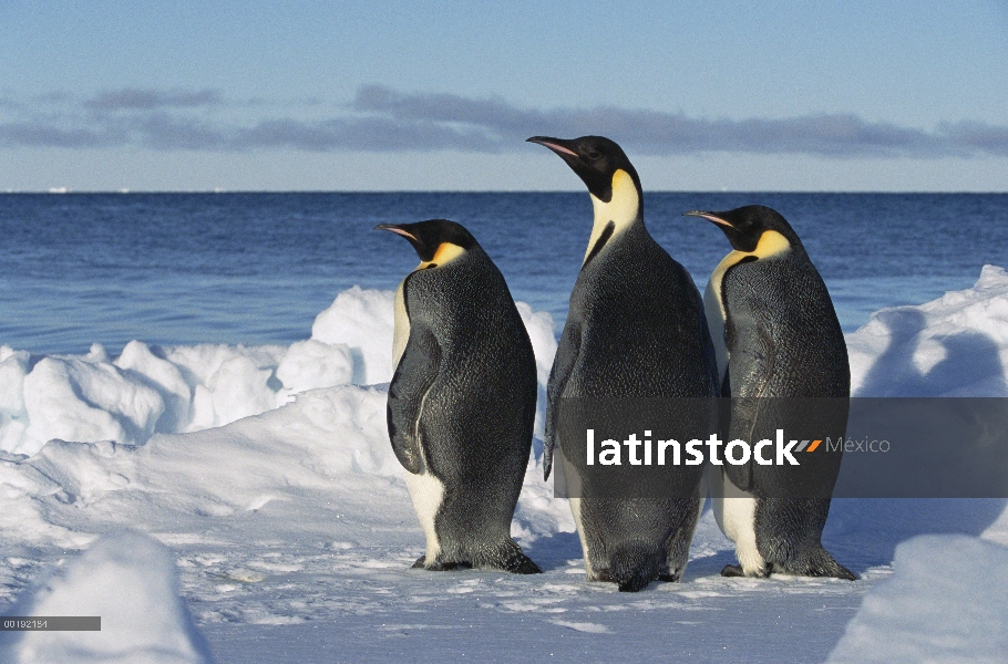 Trío de pingüino emperador (Aptenodytes forsteri) en el borde del hielo, Antártida