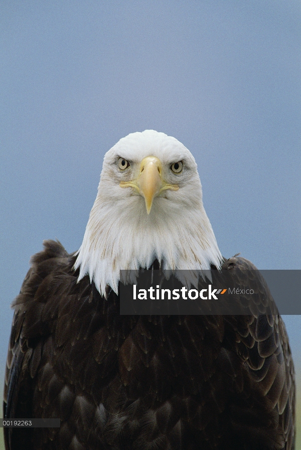 Retrato de águila calva (Haliaeetus leucocephalus), América del norte