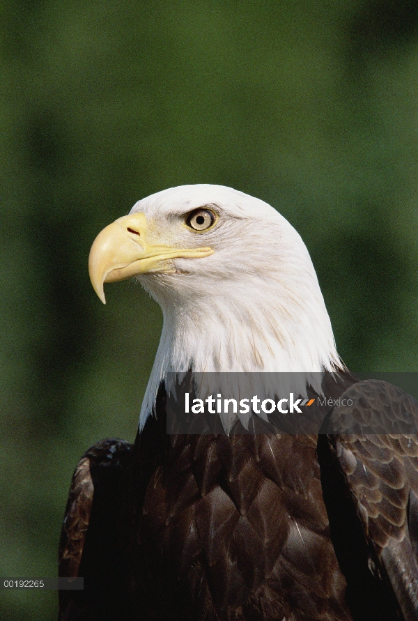 Retrato de águila calva (Haliaeetus leucocephalus), Homer, Alaska