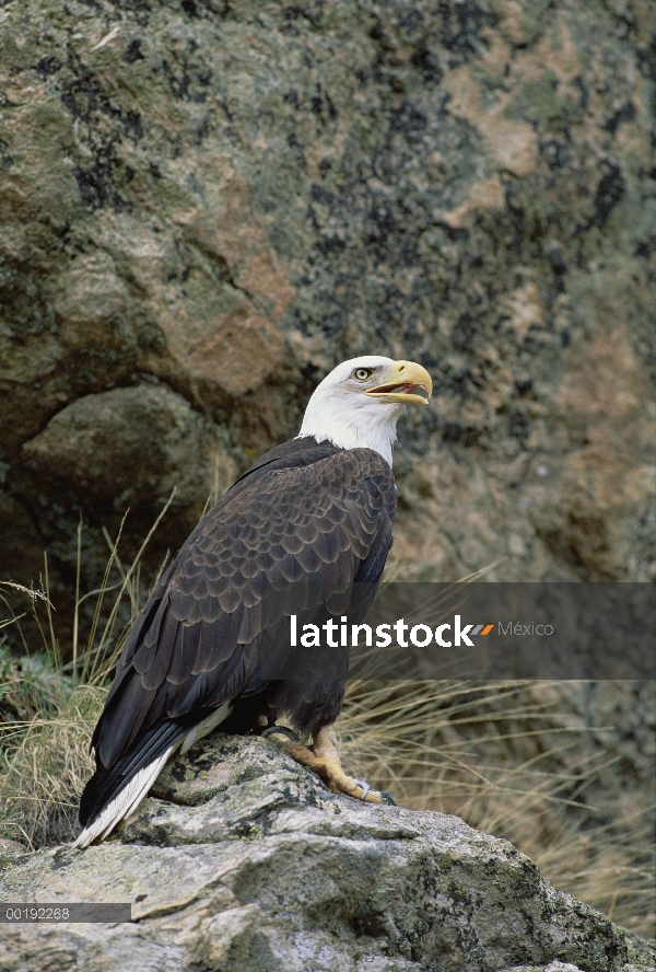 Águila calva (Haliaeetus leucocephalus), perchas, América del norte