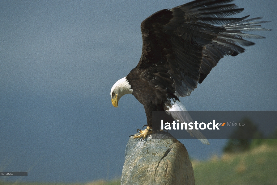 Águila calva (Haliaeetus leucocephalus) en rock, América del norte