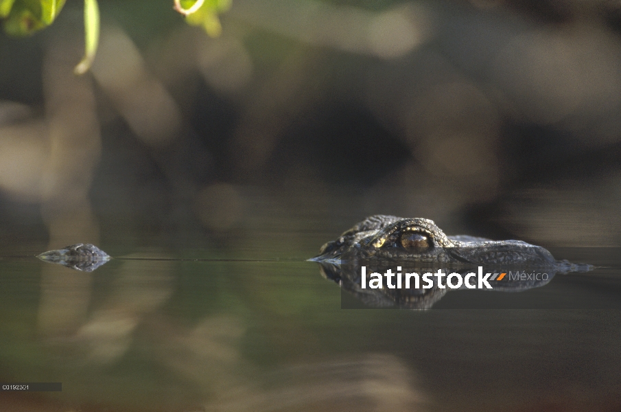 Aligátor Americano (Alligator mississippiensis) en la superficie del agua, Florida