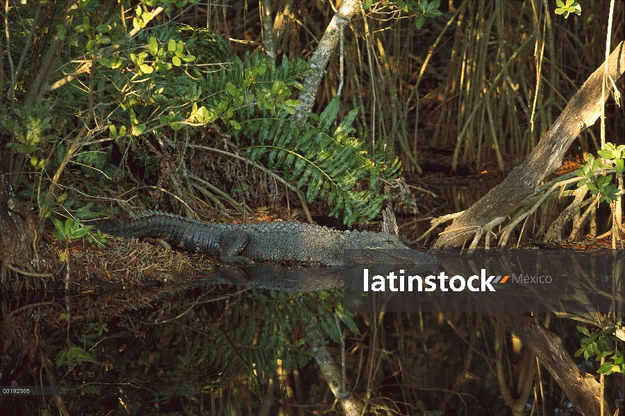 Aligátor Americano (Alligator mississippiensis) en hábitat de humedal, América del norte