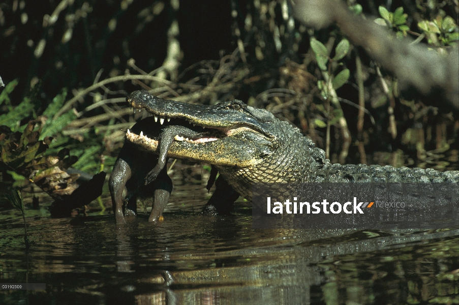 Aligátor Americano (Alligator mississippiensis) con presa, sudeste de América del norte