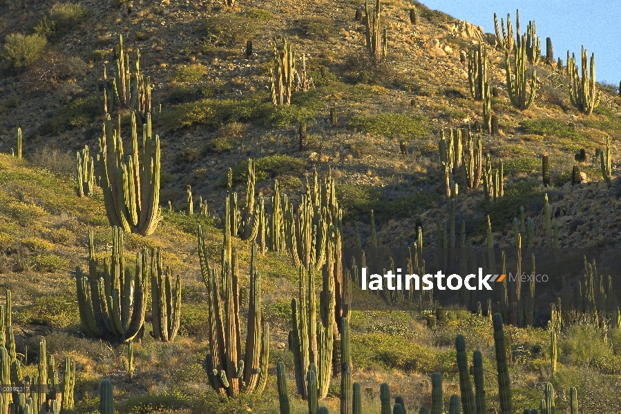 Bosque de cactus cardón (Pachycereus pringlei), cactus más grande del mundo y puede vivimos más de 2