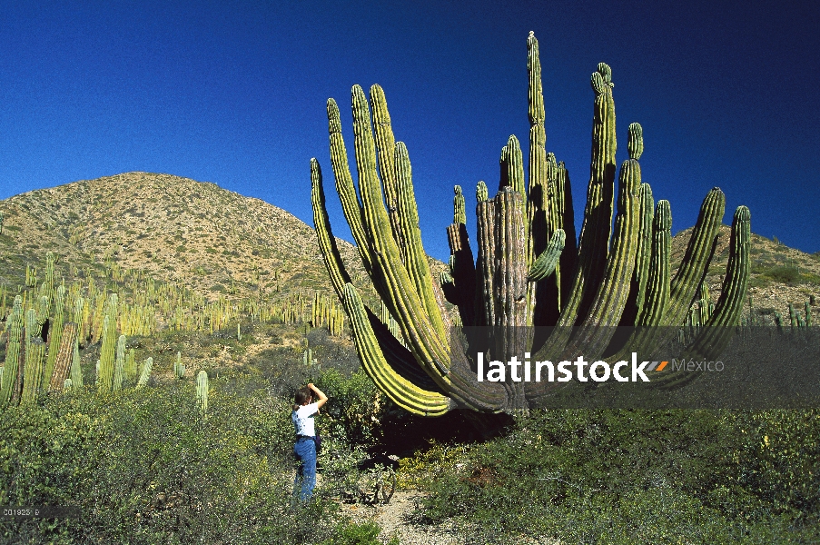 Cactus cardón (Pachycereus pringlei) fotografiado por los turistas, el cactus más grande del mundo y