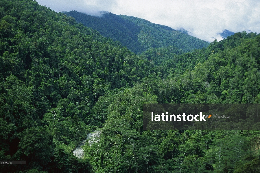 Mezclado selva tropical vegetación, montañas de Arfak, Irian Jaya, Papúa Nueva Guinea