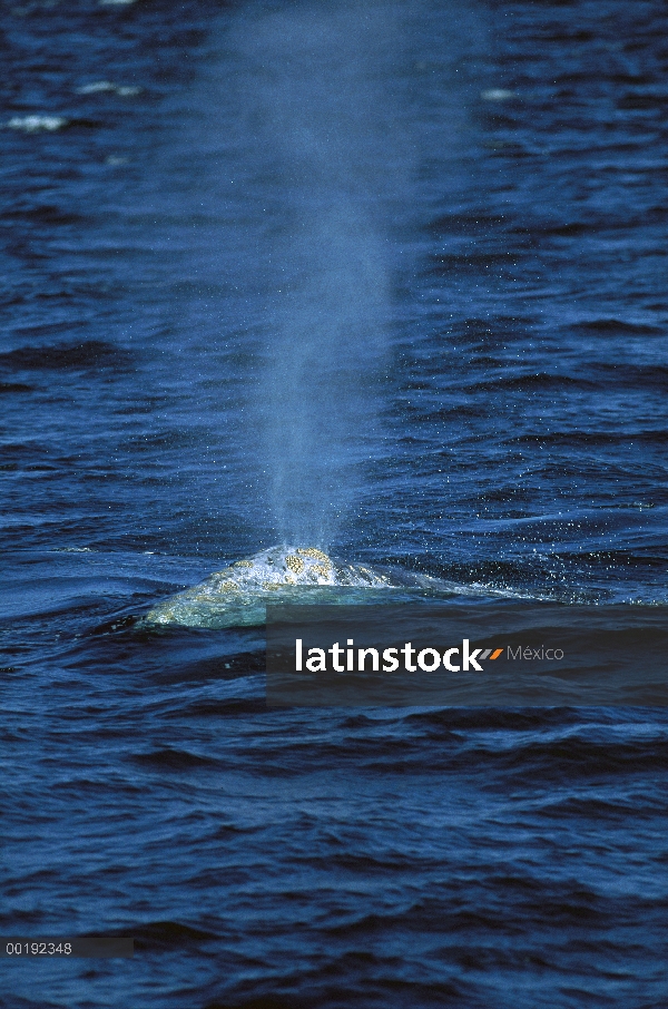 Ballena gris (Eschrichtius robustus) bebé respirar en superficie, noreste pelágico del océano Pacífi