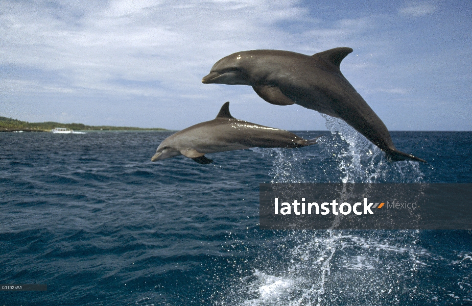 Par de delfines (Tursiops truncatus) de mulares saltando, Honduras