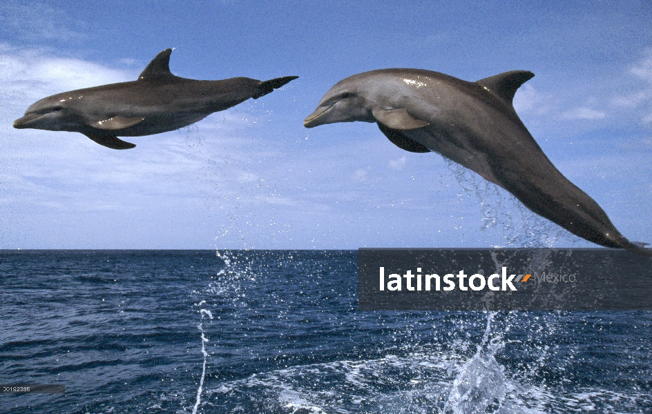 Par de delfines (Tursiops truncatus) de mulares saltando, Honduras