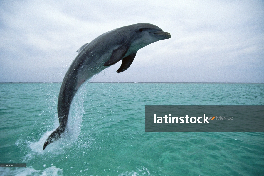 Delfín mular (Tursiops truncatus) saltando, Honduras