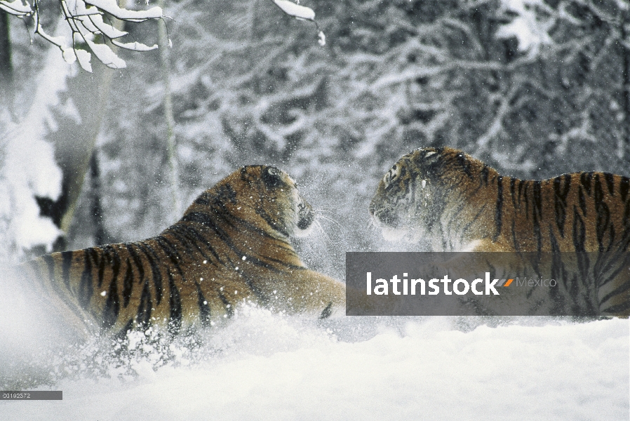 Siberiano tigre (Panthera tigris altaica) par tocando juntos en la nieve, área de distribución natur