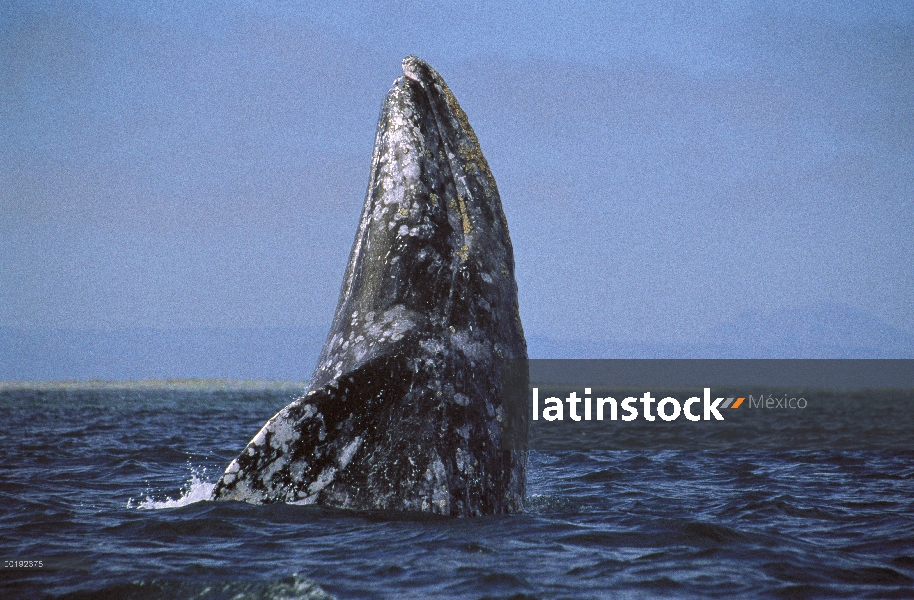 Ballena gris (Eschrichtius robustus) incumplimiento, México