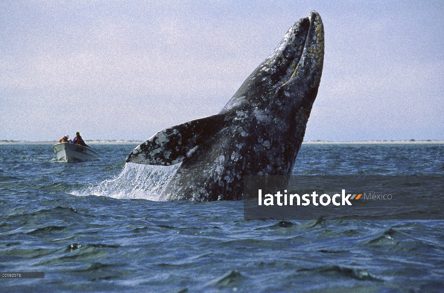 Gris la ballena (Eschrichtius robustus) violar mientras los turistas ver, México