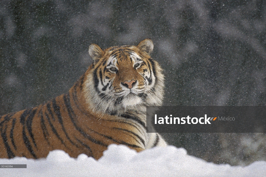 Tigre siberiano (Panthera tigris altaica) en nieve tormenta, Parque de tigre siberiano, Harbin, Chin