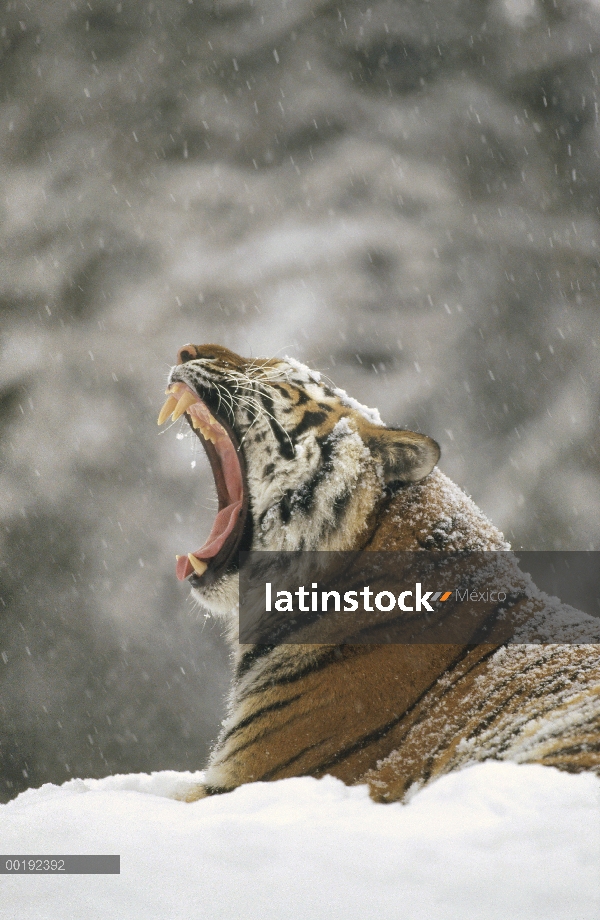 Tigre siberiano (Panthera tigris altaica), el bostezo en nieve tormenta, Parque de tigre siberiano, 