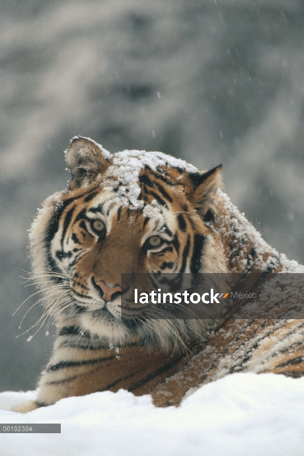 Retrato de tigre (Panthera tigris altaica) siberiano en luz Nevada, Parque de tigre siberiano, Harbi