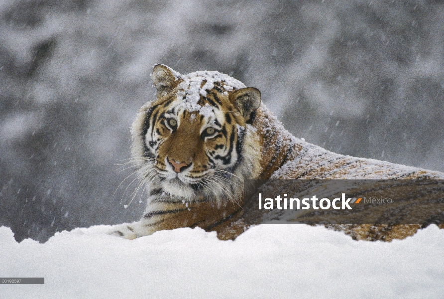 Tigre siberiano (Panthera tigris altaica) en nieve caída, Parque de tigre siberiano, Harbin, China