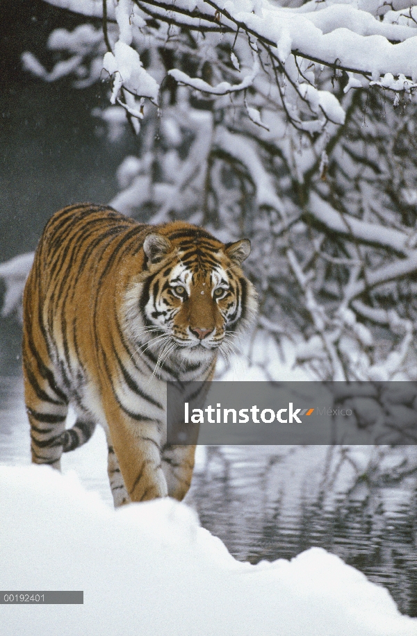 Tigre siberiano (Panthera tigris altaica), caminar en nieve, Parque de tigre siberiano, Harbin, Chin