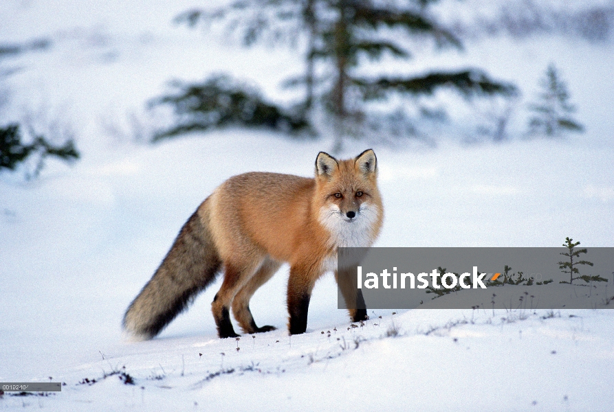 Retrato del zorro rojo (Vulpes vulpes) en invierno, América del norte